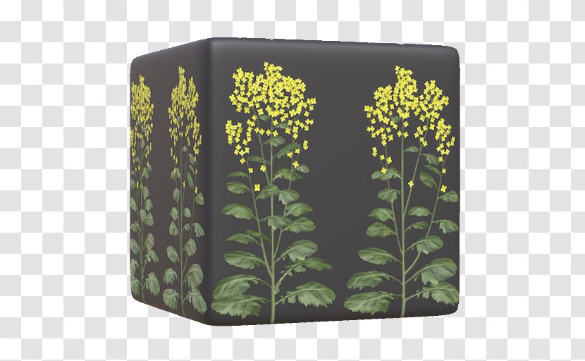 Herb - Plant - Canola Flower Transparent PNG