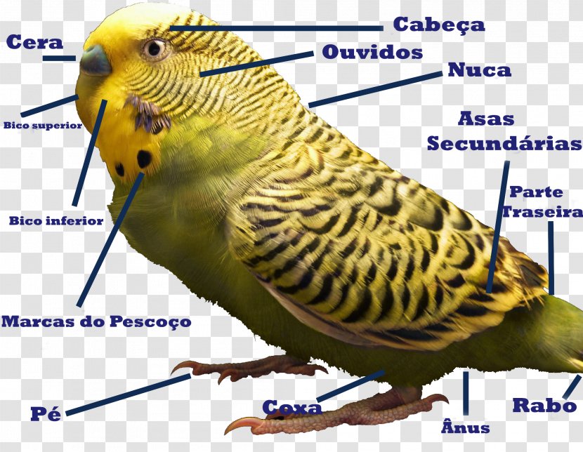Budgerigar Bird Parakeet Cockatiel Parrots - Birdcage Transparent PNG