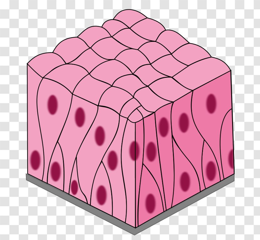 Simple Columnar Epithelium Squamous Pseudostratified Stratified Transparent PNG