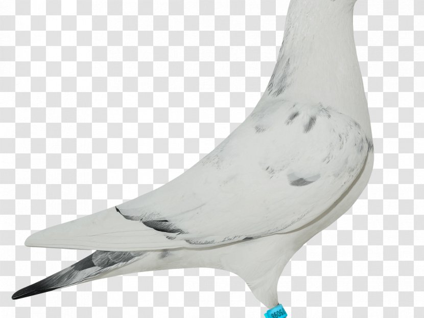 Columbidae Beak Domestic Pigeon - Design Transparent PNG