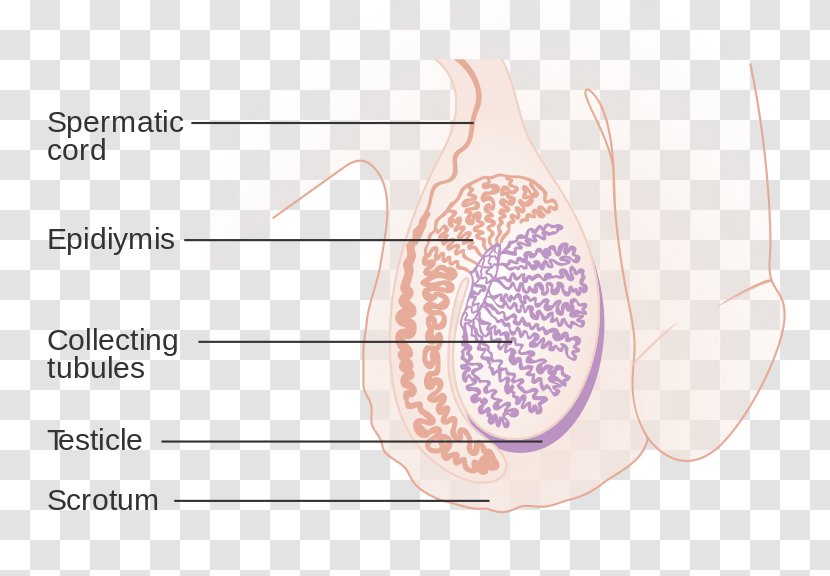 Undescended Testicle Spermatic Cord Hydrocele Testicular Cancer - Watercolor - Man Transparent PNG