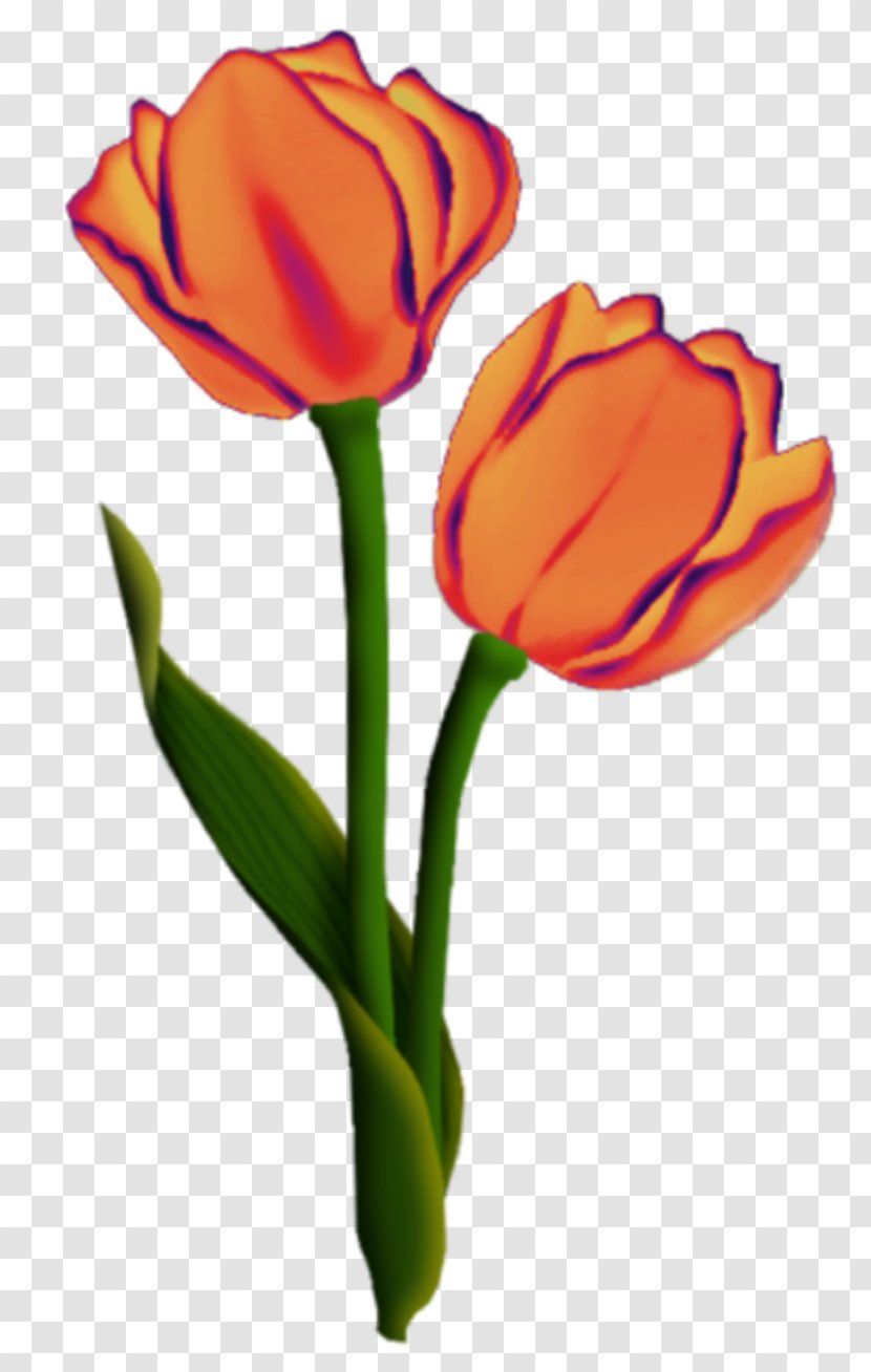Tulip Cut Flowers Plant Stem Bud Petal Transparent PNG