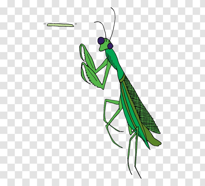 Mantis Insect Pest Cricket Clip Art Transparent PNG