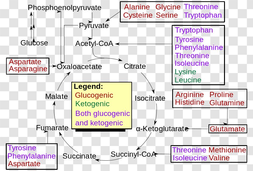 Gatz Mineral Gluconeogenesis Ionization Inorganic Compound Water - Branchedchain Amino Acid Transparent PNG