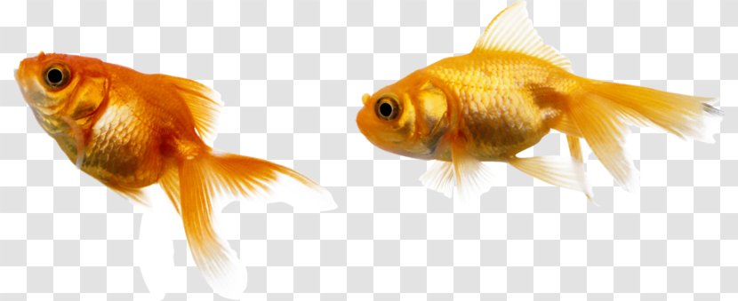 Goldfish Total Relationship Marketing - Fish Transparent PNG