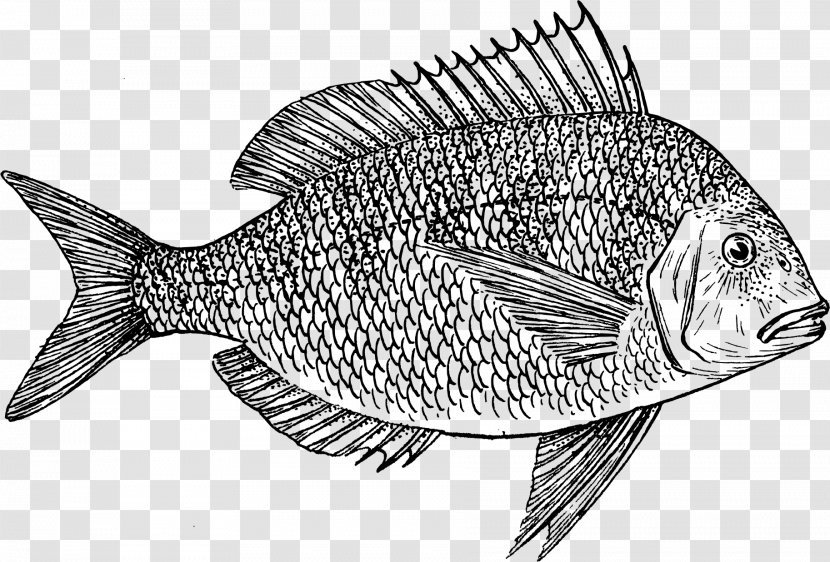 Scup Porgy Fishing Cod Clip Art - Red Snapper - Fish Transparent PNG