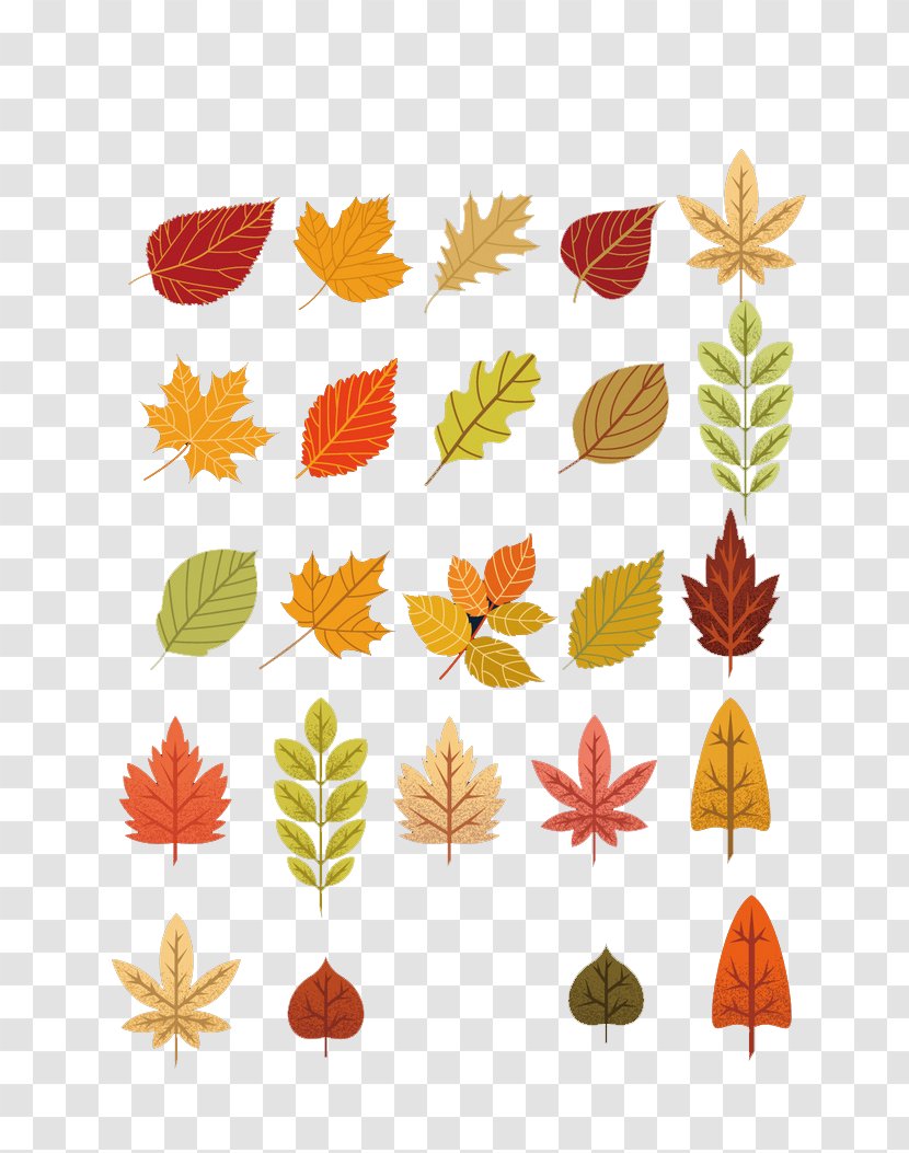 Maple Leaf Autumn - Petal - Leaves Transparent PNG