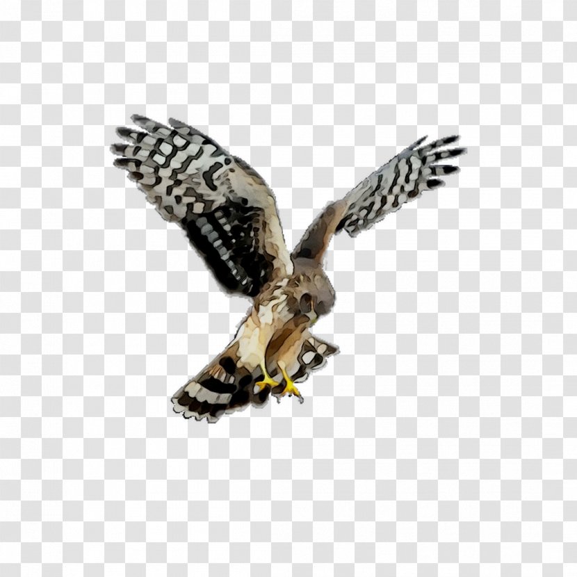 Hawk Owl Common Buzzard Eagle - Bird Of Prey - Harrier Transparent PNG