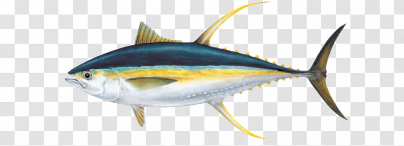 Bigeye Tuna Albacore Yellowfin Atlantic Bluefin Skipjack - Organism - Fishing Transparent PNG
