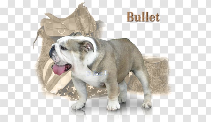 Toy Bulldog Dorset Olde Tyme Bulldogge Dog Breed Border Collie - Non Sporting Group - English Transparent PNG