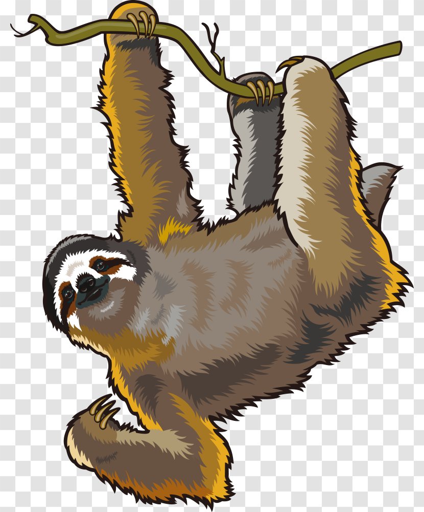 Sloth Cartoon Clip Art - Carnivoran - Vector Golden Monkey Transparent PNG