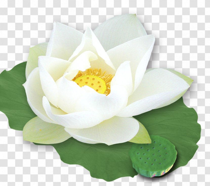 Nelumbo Nucifera Template White - Proteales - Lotus Transparent PNG