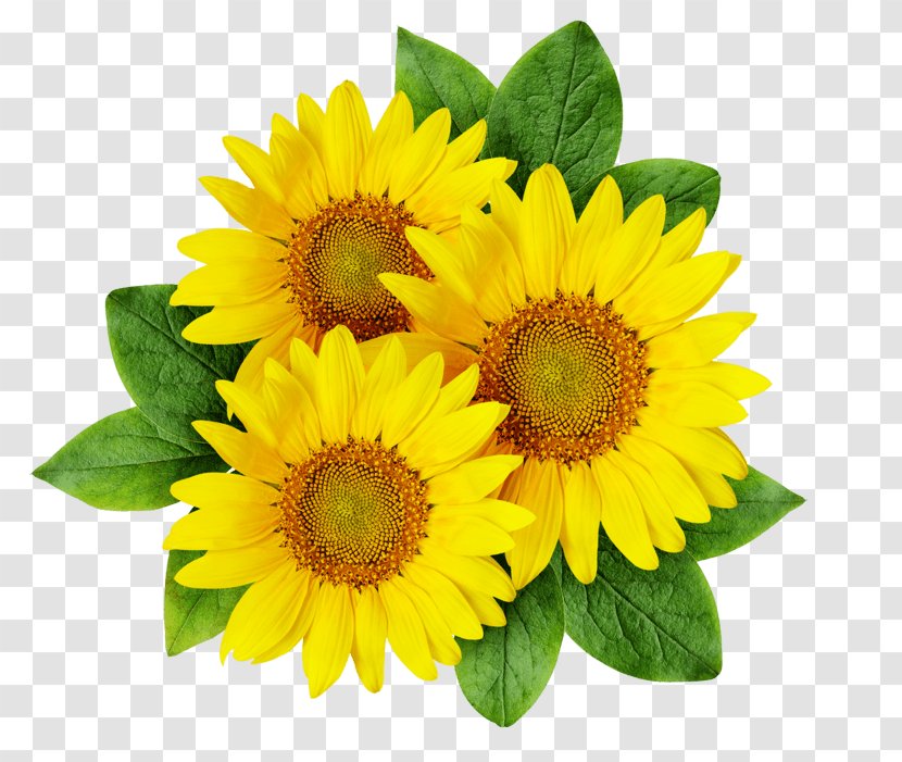 Clip Art Image Illustration Vector Graphics - Perennial Plant - Common Sunflower Transparent PNG