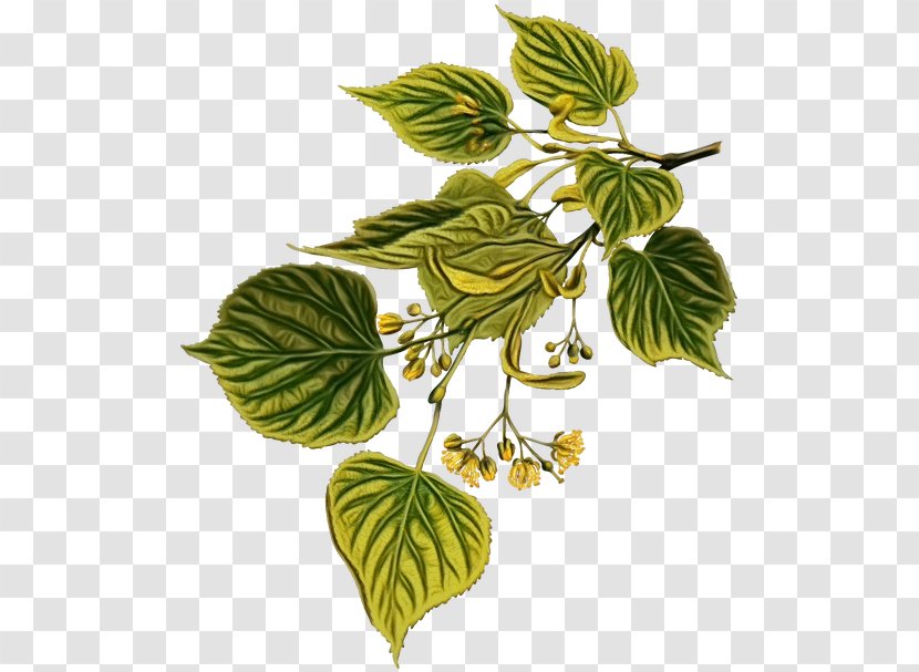 Leaf Plant Flower Humulus Lupulus Tree - Herb - Branch Transparent PNG