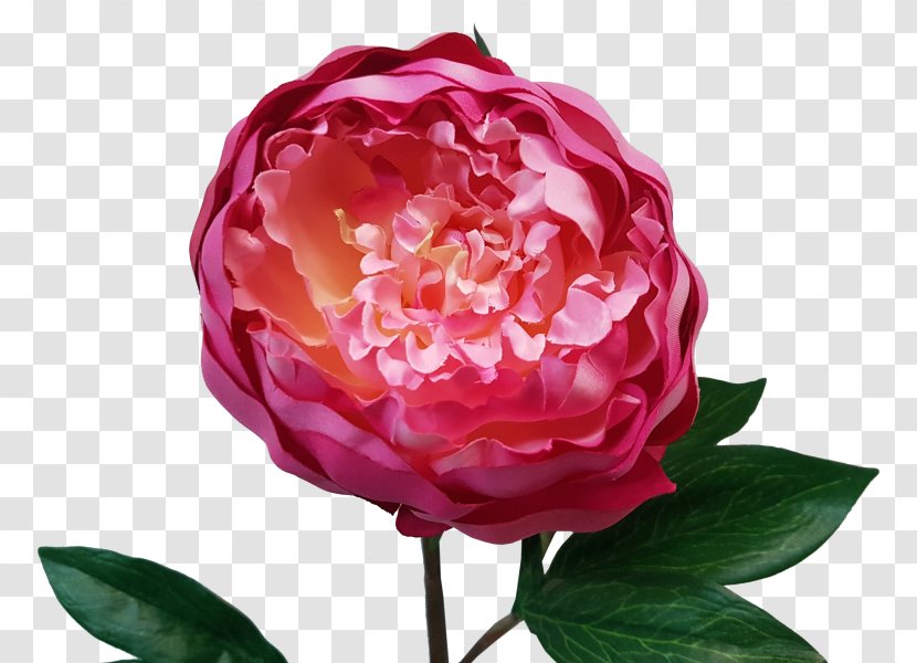 Garden Roses Floribunda Peony Cabbage Rose Cut Flowers - Pink Transparent PNG