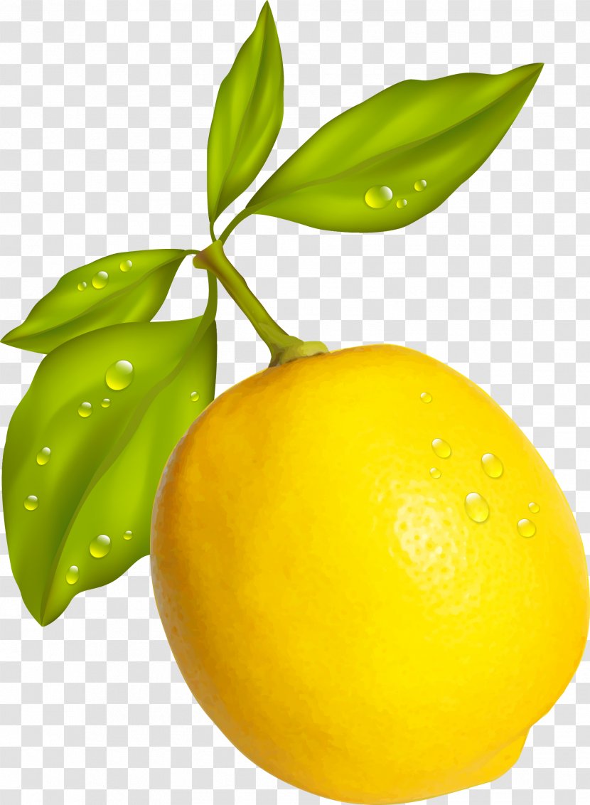 Lemon Fruit - Meyer - Fresh Transparent PNG