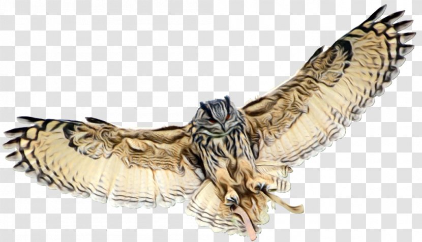 Feather - Bird Wing Transparent PNG