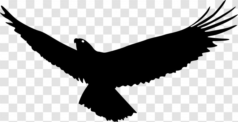 Bald Eagle Bird Flight - Wings Transparent PNG