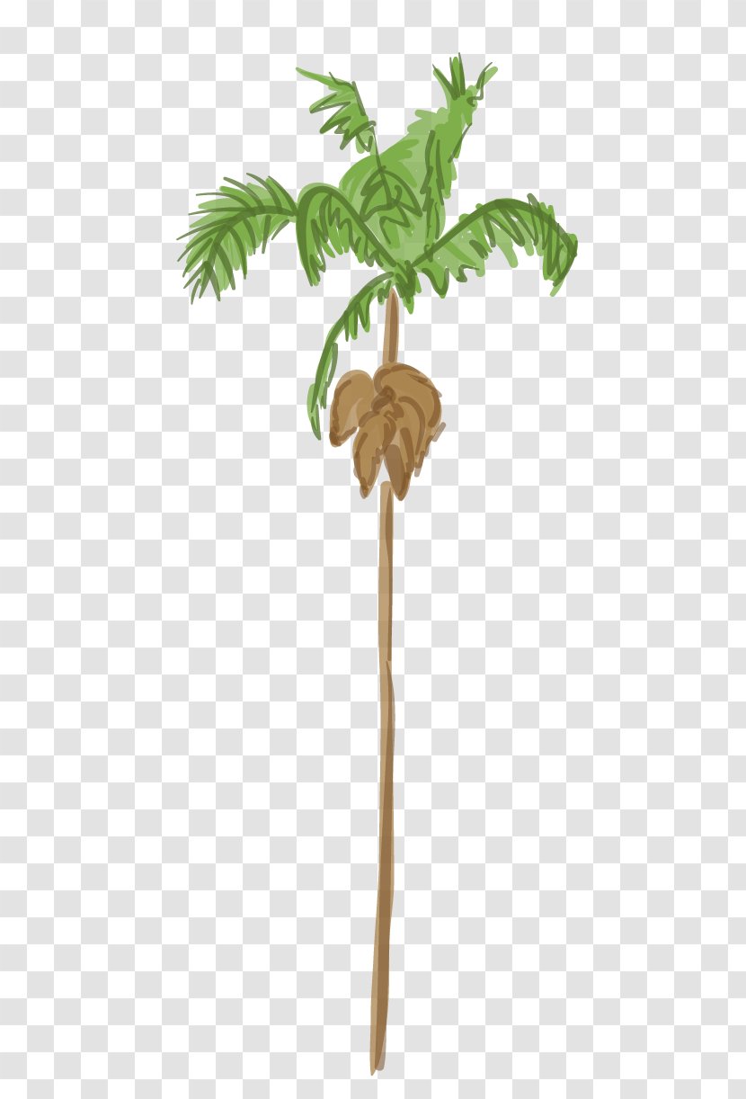 Arecaceae Tree Weevil Plant Coconut - Palm - Date Transparent PNG