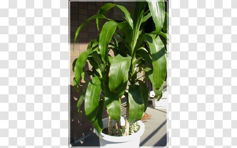 Flowerpot Leaf Houseplant - Plant Transparent PNG