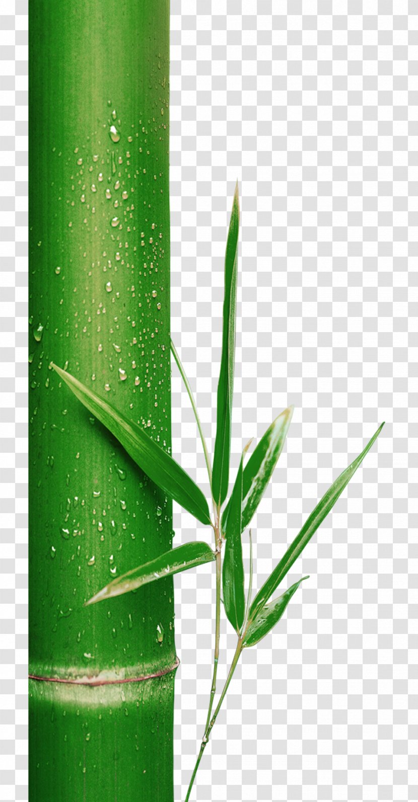 Bamboo Bamboe Leaf Green Transparent PNG