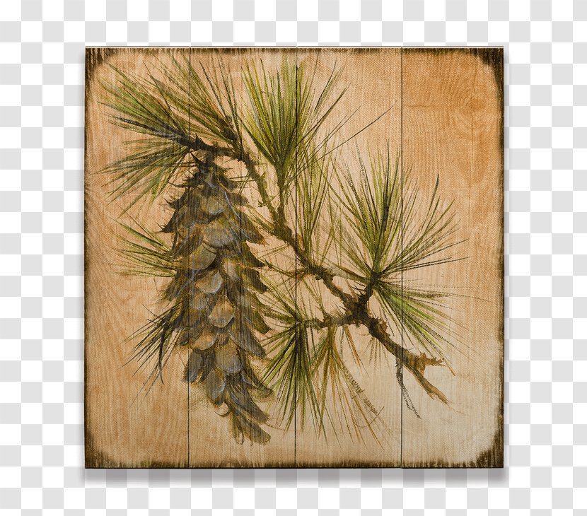 Pine Conifer Cone Larch Spruce - Commodity - Design Transparent PNG