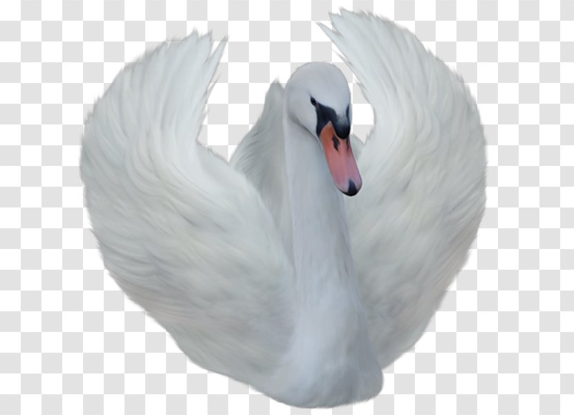 Cygnini Clip Art - Animation - White Swan Transparent PNG