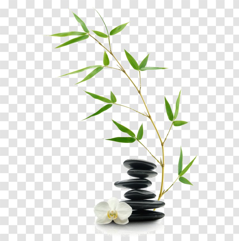 Feng Shui Bai Po Spa & Thai Massage Healing - Branch - Four Pillars Of Destiny Transparent PNG