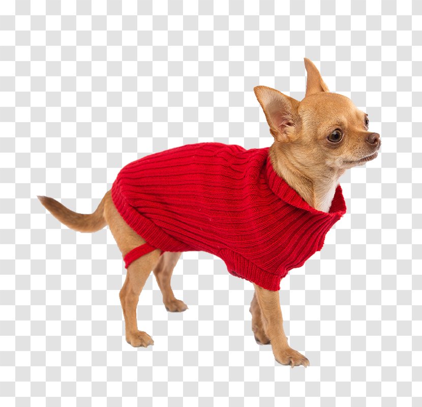 Dog Breed Chihuahua Russkiy Toy Companion Cable Knitting - Animal - Clothes Transparent PNG