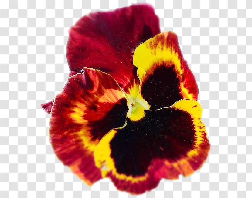 Pansy Magenta Close-up - Viola Transparent PNG