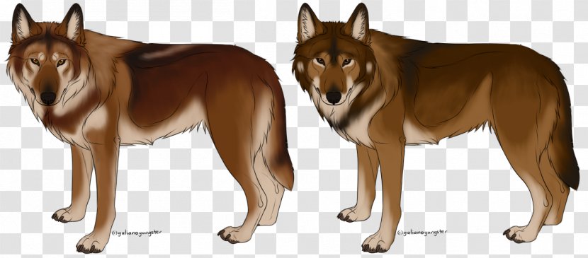Saarloos Wolfdog Czechoslovakian Seppala Siberian Sleddog Shikoku Dog Breed - Mammal - Red Wolf Transparent PNG