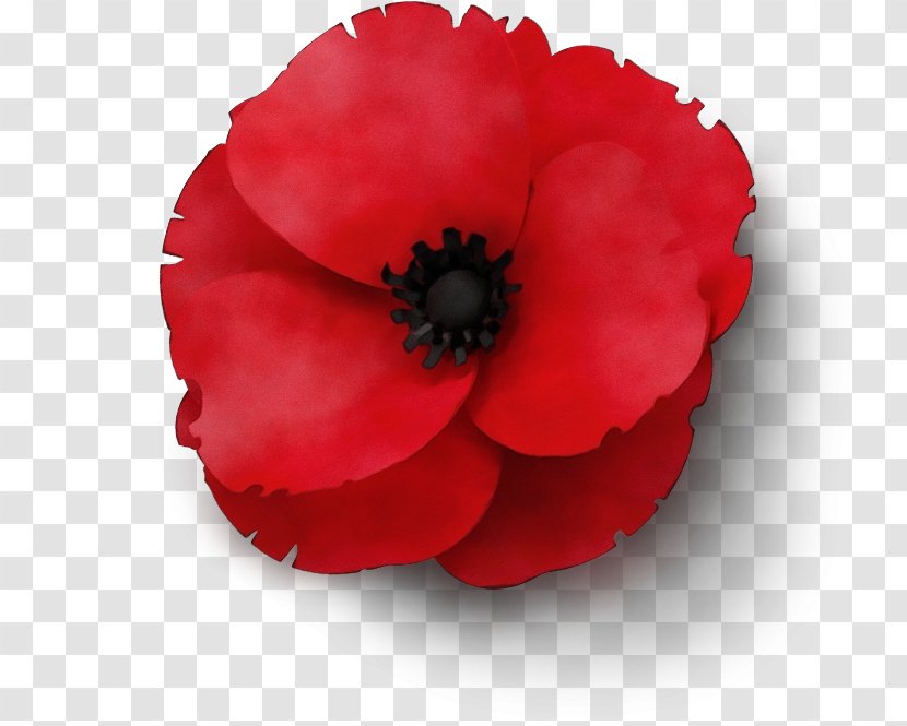 Memorial Day Poppy Flower - Royal British Legion - Begonia Perennial Plant Transparent PNG