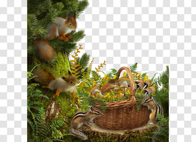 Squirrel Paper Forest - Fauna - Border Transparent PNG