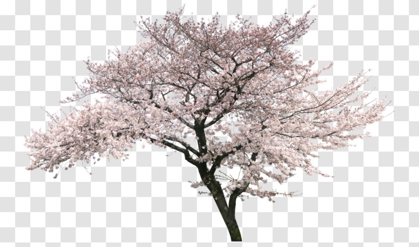 Cherry Blossom Cherries Image - Tree - Clon Bubble Transparent PNG