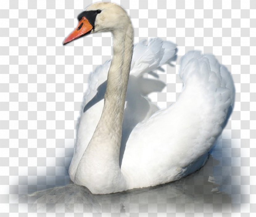 Cygnini Duck Bird Goose Anatidae - Fauna - Swan Transparent PNG