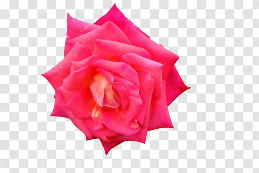 Garden Roses Petal Cut Flowers - Pink M - Background Transparent PNG