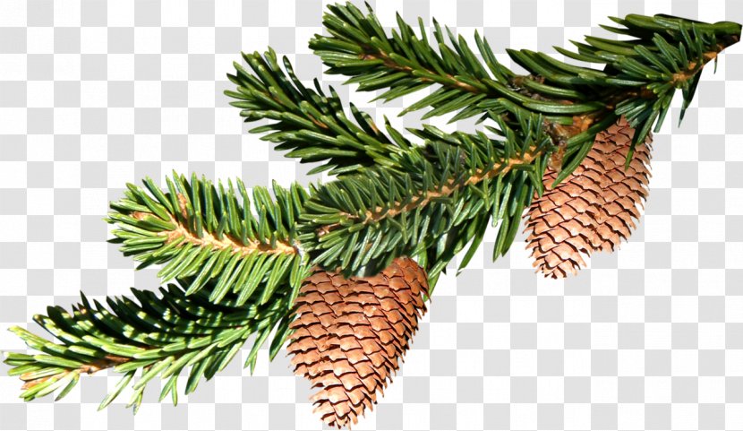 Pine Fir Tree - Christmas - Fir-tree Transparent PNG
