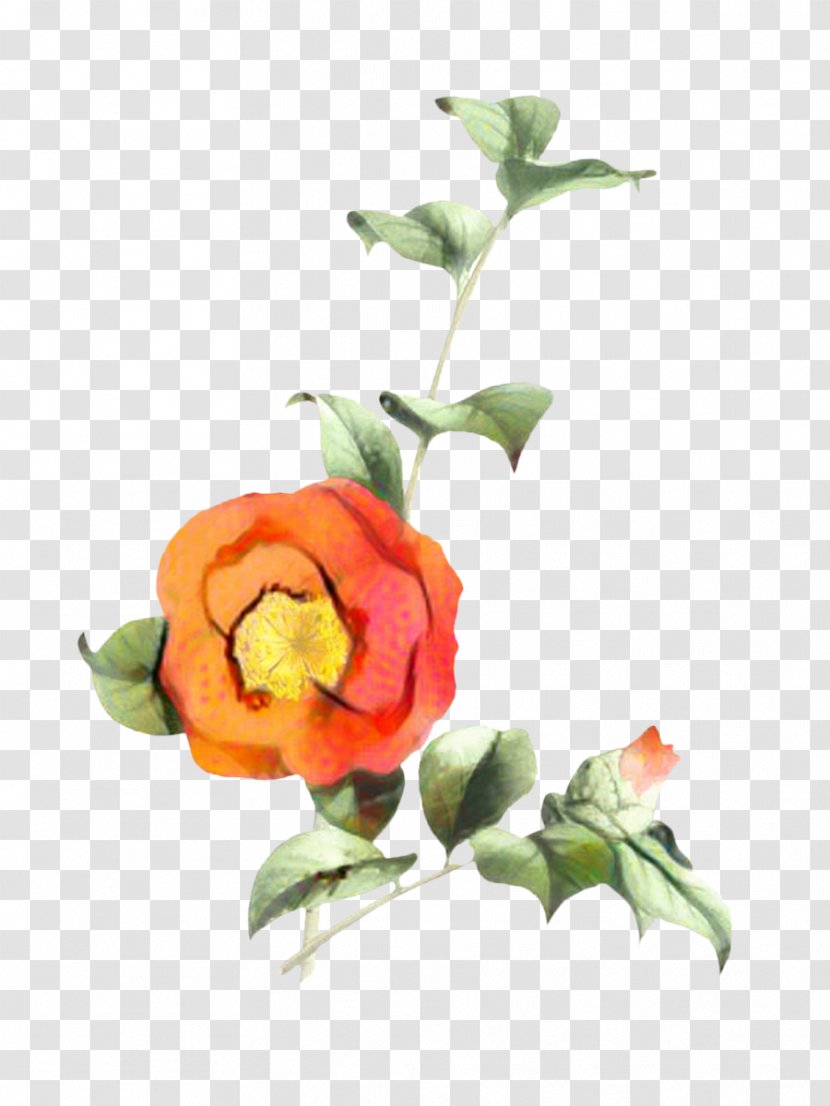 Floral Flower Background - Still Life Photography - Bud Rose Order Transparent PNG