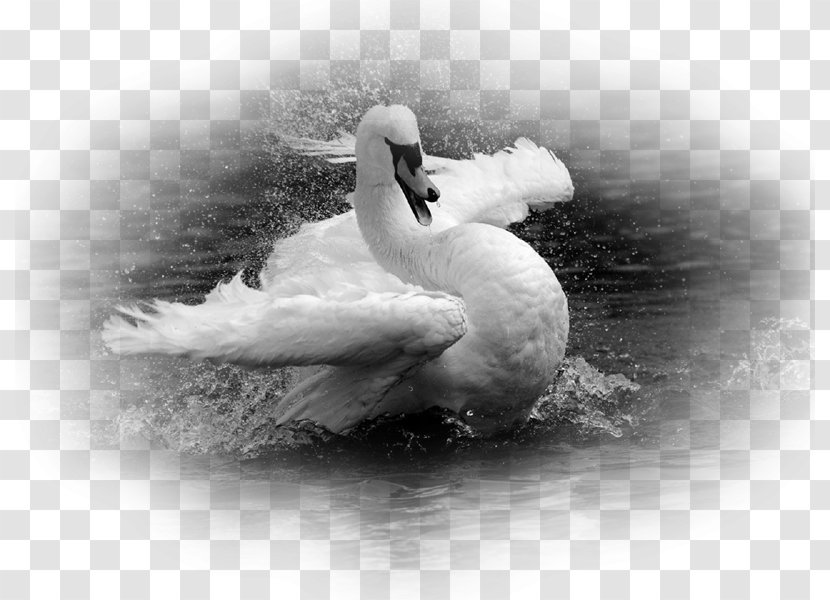 Cygnini Duck Desktop Wallpaper Bird Metaphor - Still Life Photography Transparent PNG