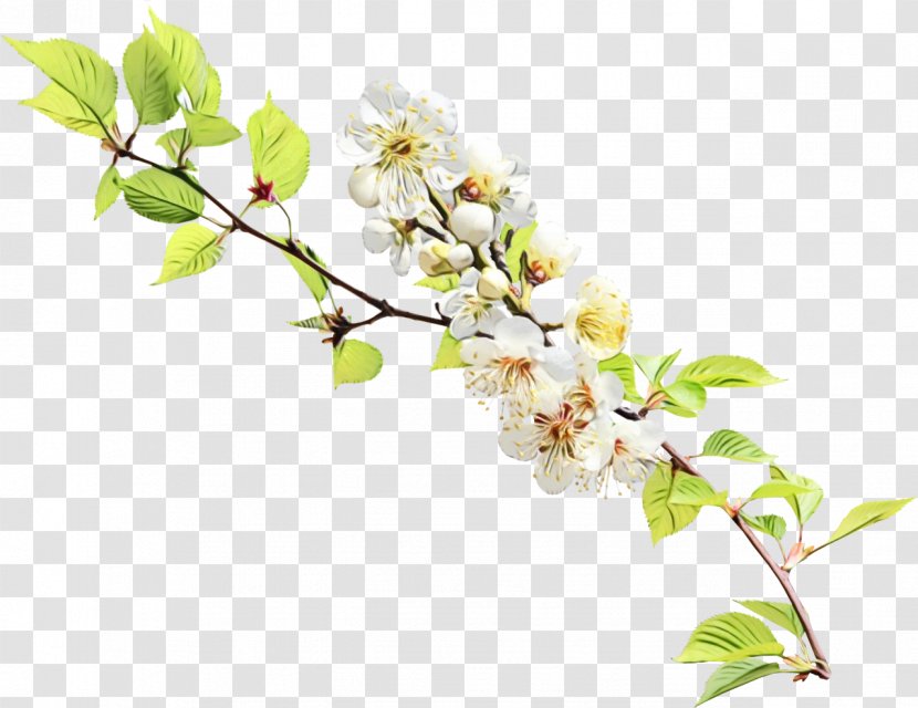 Cherry Blossom Cartoon - Branch - Tree Spring Transparent PNG