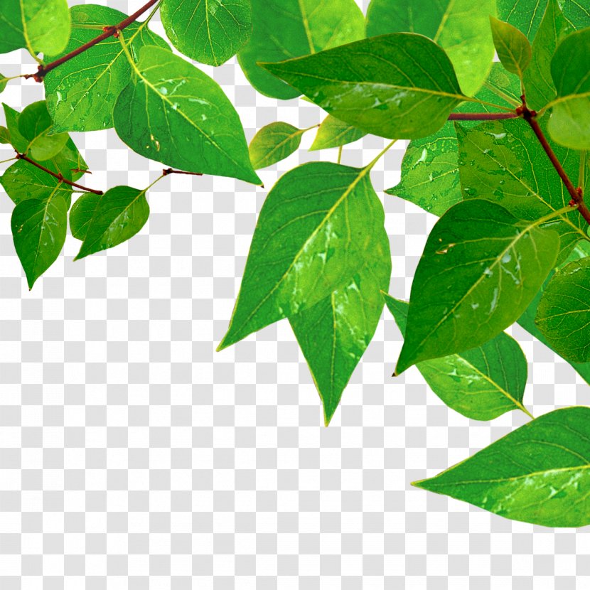 Leaf Green Drop - Branch - Water Drops Transparent PNG