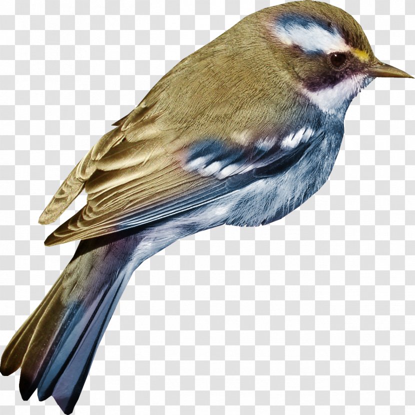 Bird Wonderful Creatures: Children! Have You Ever Thought? 3 Clip Art - Sparrow - Hand Colored Transparent PNG