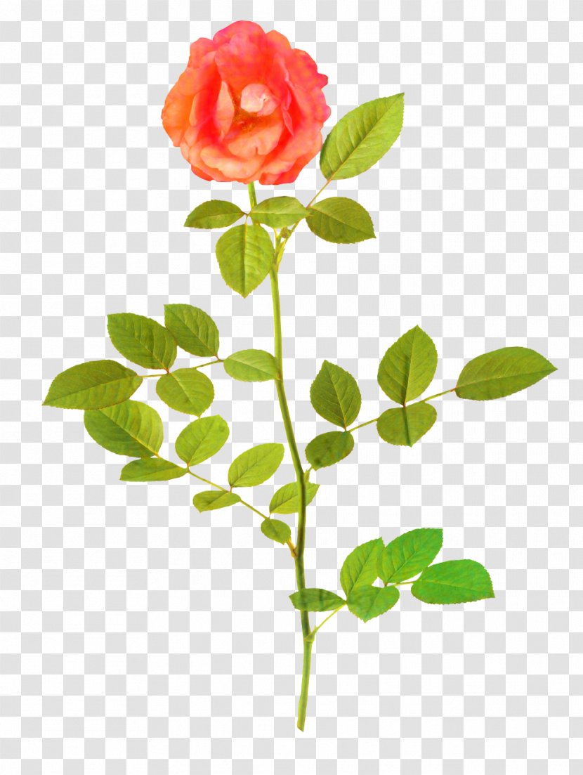 Clip Art Painting Rose Vector Graphics - Drawing - China Transparent PNG