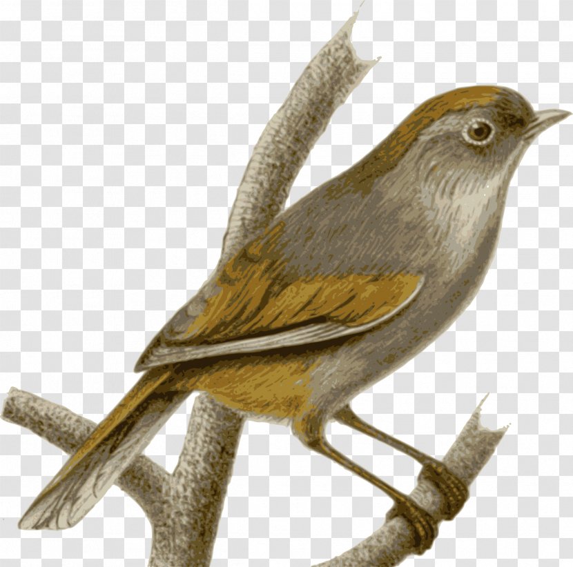 Sparrow Bird Spectacled Fulvetta Common Nightingale Transparent PNG