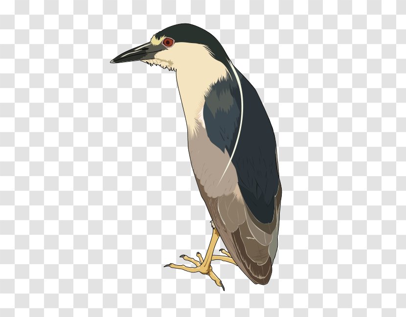 Green Heron Black-crowned Night Clip Art - Bird Transparent PNG