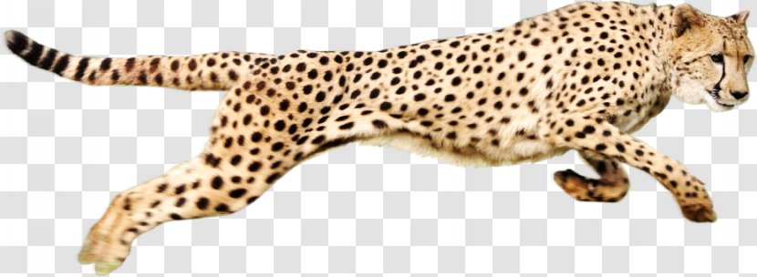 Cheetah Leopard Felidae Clip Art - Cartoon - Eating Transparent PNG