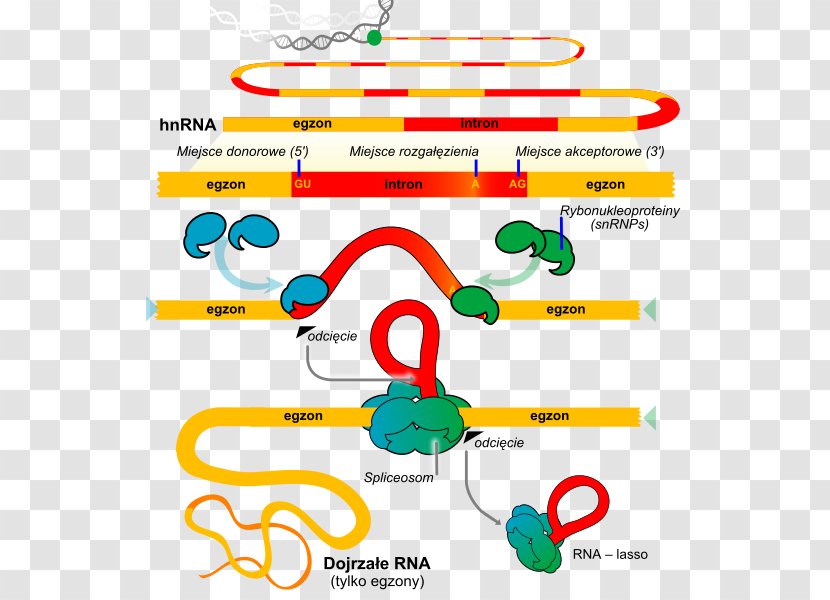 RNA Splicing Genetics Small Nuclear Biochemistry - Vector Transparent PNG