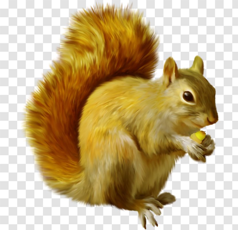 Squirrel Chipmunk Clip Art Image - Camera Transparent PNG