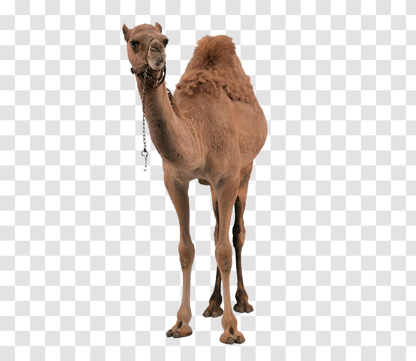 Dromedary Wild Bactrian Camel Erg Chigaga - Desert - Thin Transparent PNG