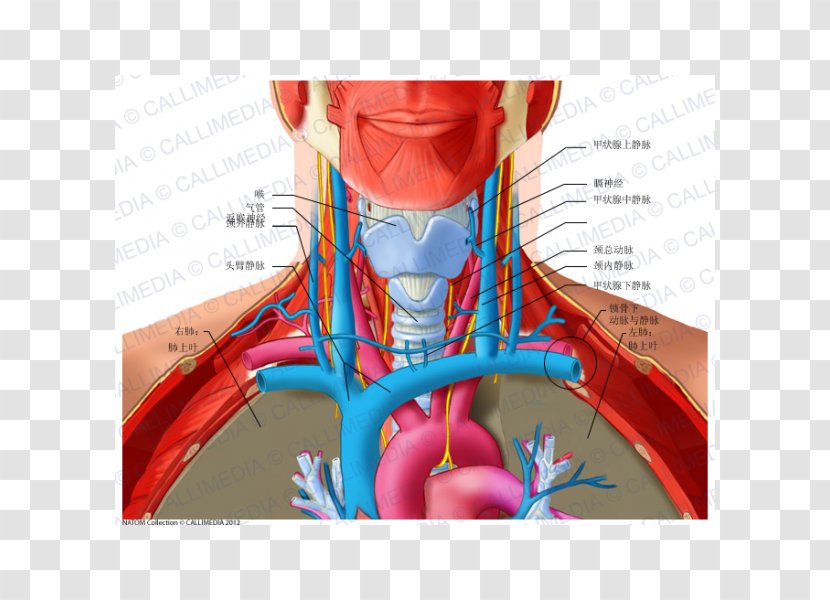 Anterior Triangle Of The Neck Posterior Anatomy Subclavian Vein - Heart - V Jugularis Externa Transparent PNG
